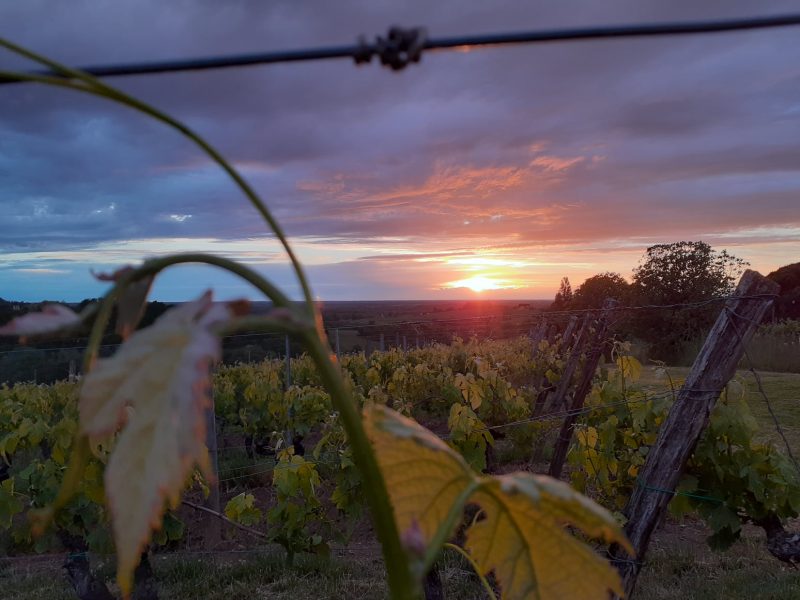 Vignoble Christophe RUDELIN,